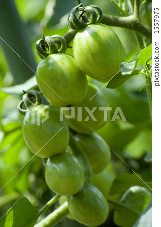 Young tomatoes 1557975