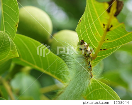 caterpillar, hairy caterpillar, larva 1558044