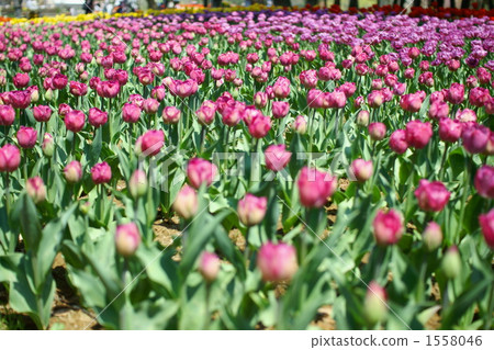 鬱金香花叢 鬱金香 花園 1558046