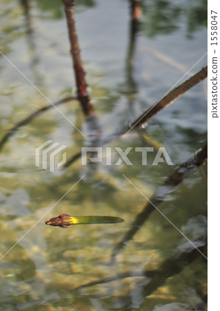 Ohirugi的胚胎種子 Ohirugi的胚胎種子 1558047