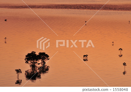 黃昏的紅樹林 黃昏的紅樹林 1558048