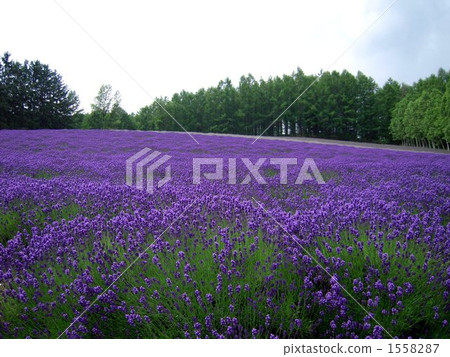 熏衣草 薰衣草 薰衣草花田 1558287