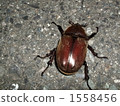 Female of beetle beetles 1558456