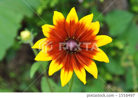 迷你向日葵花 1558497
