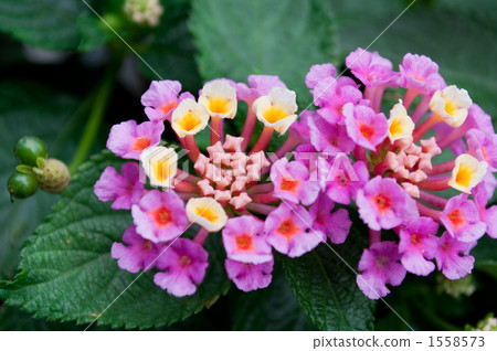 Lantana 1558573