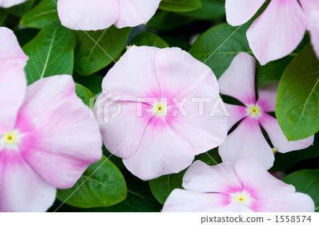 Nichinichiso 1558574