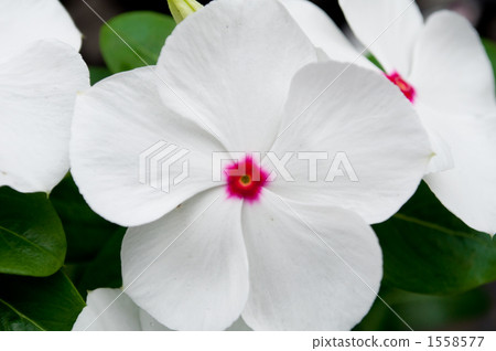 Nichinichiso 1558577