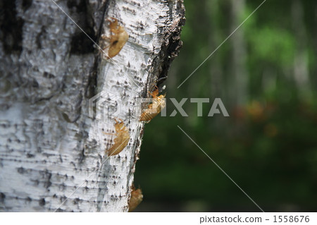 Cicadian shell 1558676