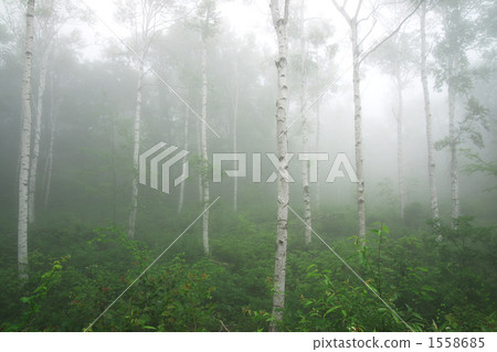 白樺 有霧的 霧 1558685
