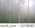 朦朧的白樺樹林 1558688