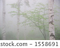 朦朧的白樺樹林 1558691