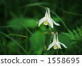高原花 1558695