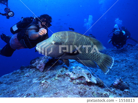 Napoleonic fish Napoleonic fish 1558813