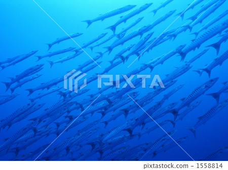 一群梭魚 1558814