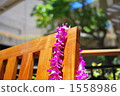 Deck chair and orchid lei Deck chair and orchid lei 1558986