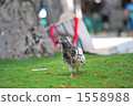 A walk of a pigeon living in Waikiki A walk of a pigeon living in Waikiki 1558988