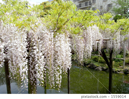 龜井天神的富士節 龜井天神的富士節 1559014