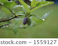 Huscup 1559127