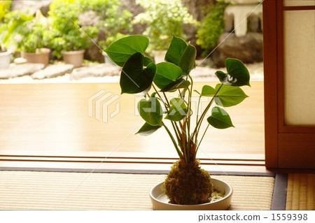 Japanese Japanese 1559398