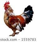 Chicken 1559783