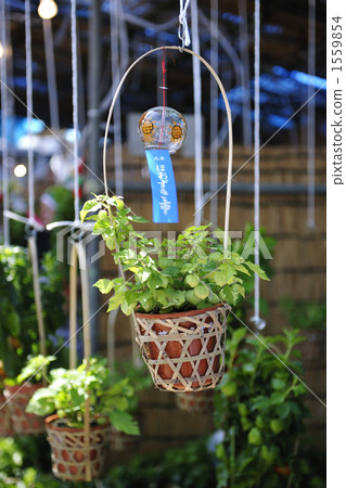 houzuki potted, wind chime, wind bell 1559854