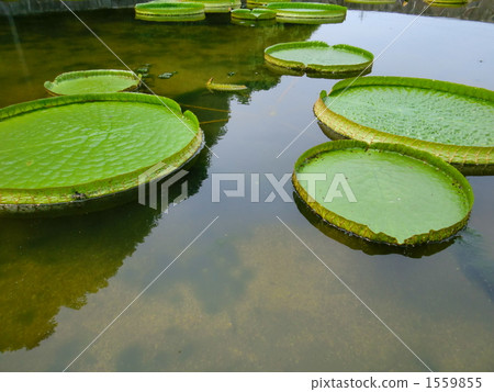 Ohio Bass Flower None 1559855