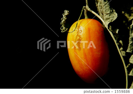 陽光消息 1559886