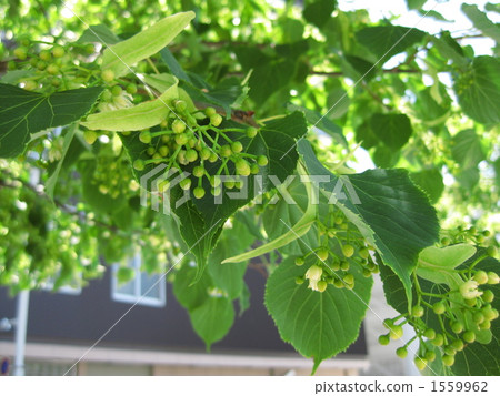 Shinano cherry flower fragrant flower 1559962