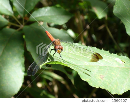 Risuakane (front) 1560207