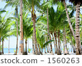 Seaside coconut forest 1560263