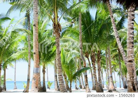 Seaside coconut forest Seaside coconut forest 1560263