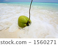 Waving waves and coconuts 1560271