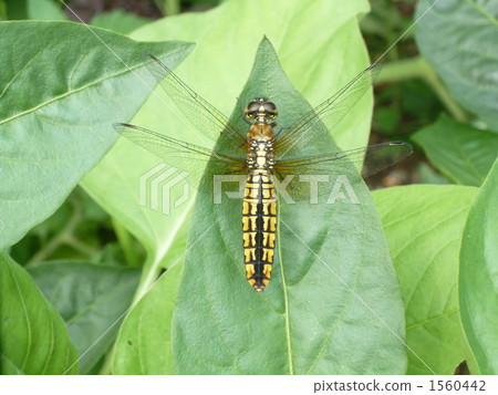 Harassetry fish 1560442