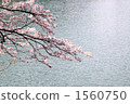 櫻花 1560750