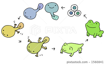 Life flow (frog metamorphosis) 1560841