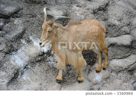 Burberry sheep - Stock Photo [1560969] - PIXTA