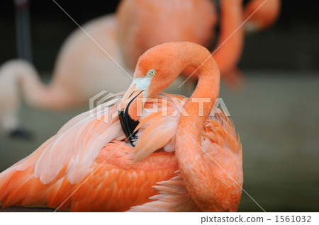 Beni Iro Flamingo Beni Iro Flamingo 1561032