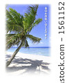 Beach palm tree Beach palm tree 1561152