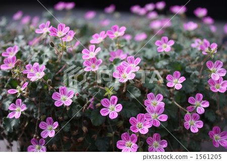 Fujifilm公主草 1561205