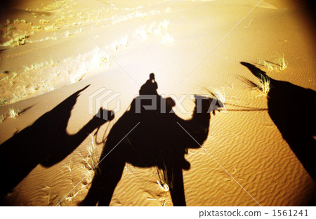 Morocco Merzouga desert camel shadow 1 Morocco Merzouga desert camel shadow 1 1561241
