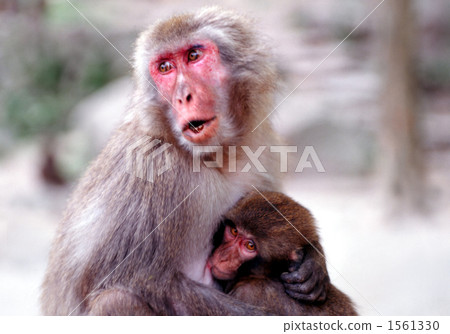 Monkey's mother protecting my child 1561330