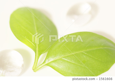 甜羅勒 羅勒 羅勒屬植物 1561608