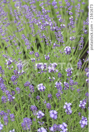 薰衣草 1561673
