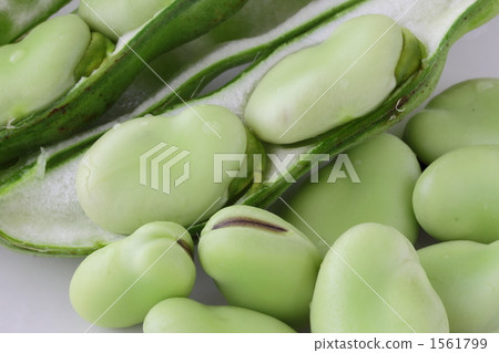 蠶豆 1561799