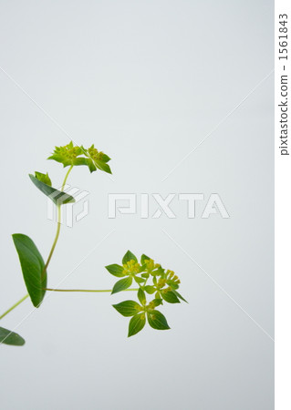 Bupuleum Bupuleum 1561843