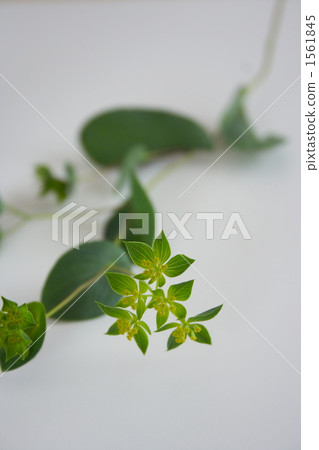 Bupuleum Bupuleum 1561845