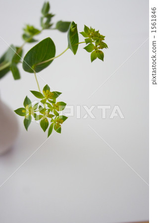 Bupuleum Bupuleum 1561846