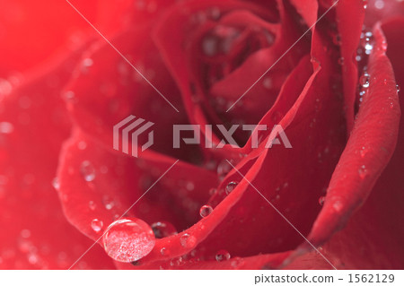 A large drop drops in a red rose A large drop drops in a red rose 1562129