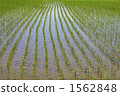 Paddy fields on Sado Island 1562848