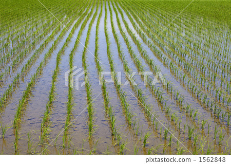 Paddy fields on Sado Island 1562848